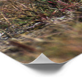 Young Grey Fox im Torres Del Paine Nationalpark Poster (Ecke)