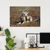 Young Grey Fox im Torres Del Paine Nationalpark Poster (Heimbüro)