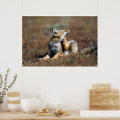 Young Grey Fox im Torres Del Paine Nationalpark Poster (Küche)