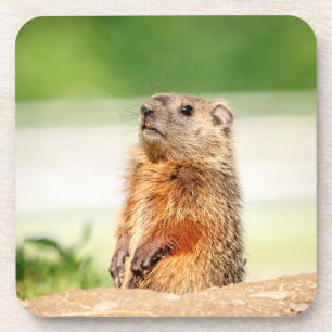 Young Groundhog Getränkeuntersetzer