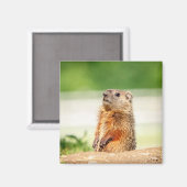 Young Groundhog Magnet (Vorderseite/Rückseite)