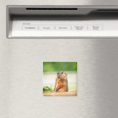 Young Groundhog Magnet (In Situ (Geschirrspüler))