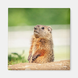 Young Groundhog Magnet