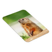 Young Groundhog Magnet (Rechte Seite)