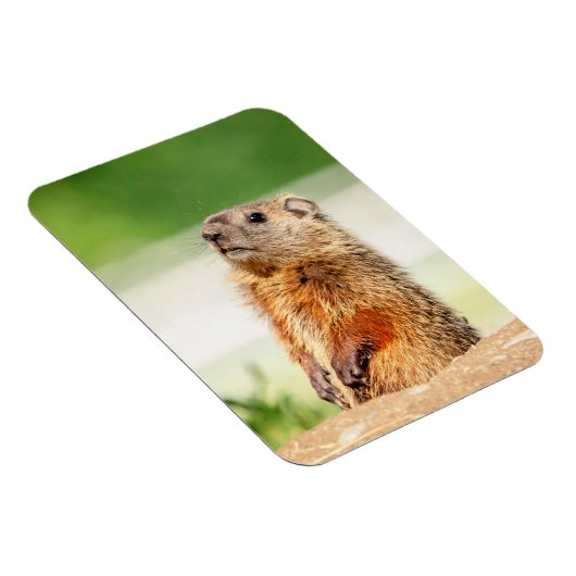 Young Groundhog Magnet (Rechte Seite)