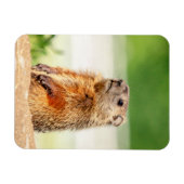 Young Groundhog Magnet (Horizontal)