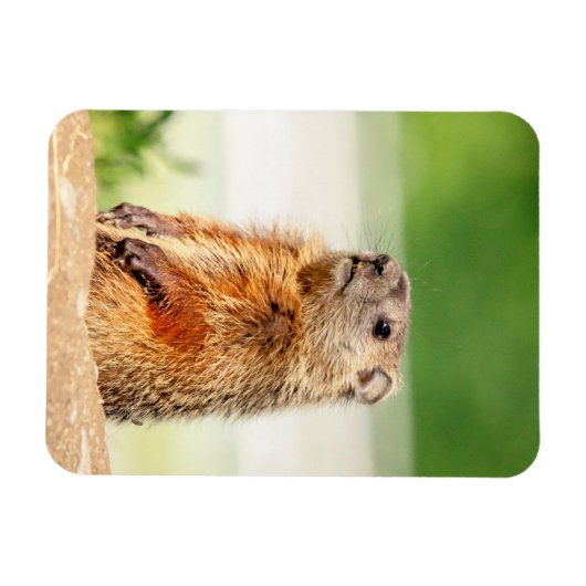 Young Groundhog Magnet (Horizontal)