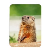 Young Groundhog Magnet (Vertikal)