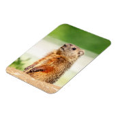 Young Groundhog Magnet (Linke Seite)