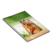 Young Groundhog Notizblock (Rechte Seite)