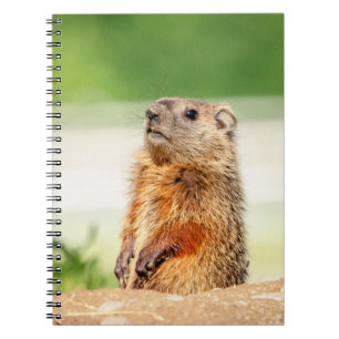 Young Groundhog Notizblock