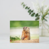 Young Groundhog Postkarte (Stehend Vorderseite)