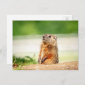 Young Groundhog Postkarte (Vorne/Hinten)
