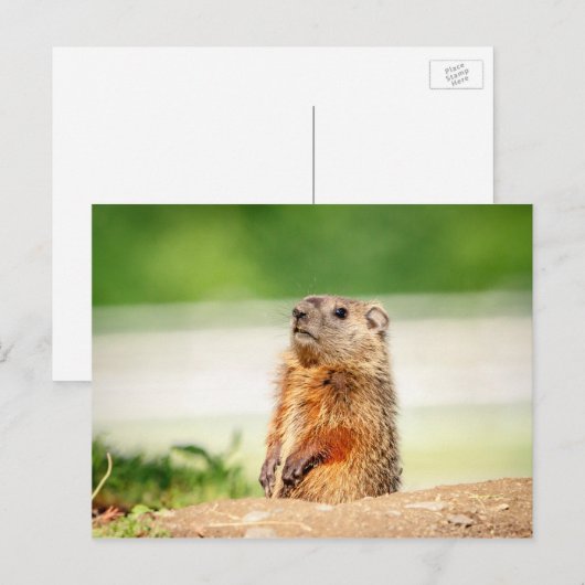 Young Groundhog Postkarte (Vorne/Hinten)