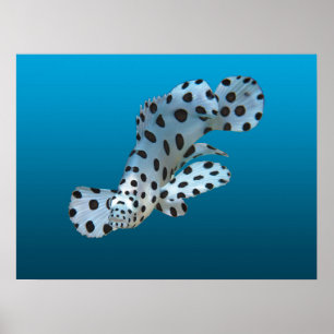 Young Grouper - glänzender blauer Hintergrund Poster