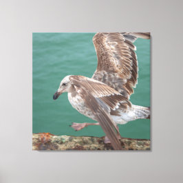 Young Gull Leinwanddruck
