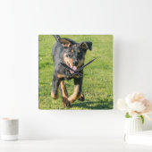 Young happy Beauceron sheepdog running in the gras Quadratische Wanduhr (Zuhause)