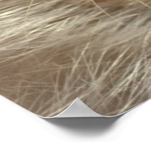 Young Harp Siegel Poster (Ecke)