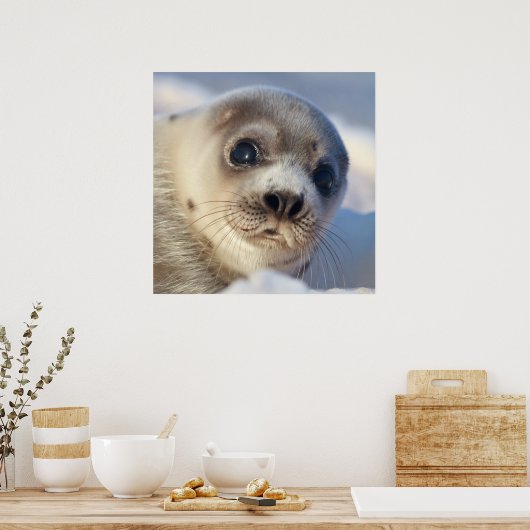 Young Harp Siegel Poster (Küche)