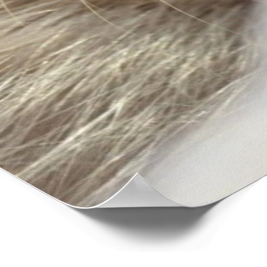 Young Harp Siegel Poster (Ecke)