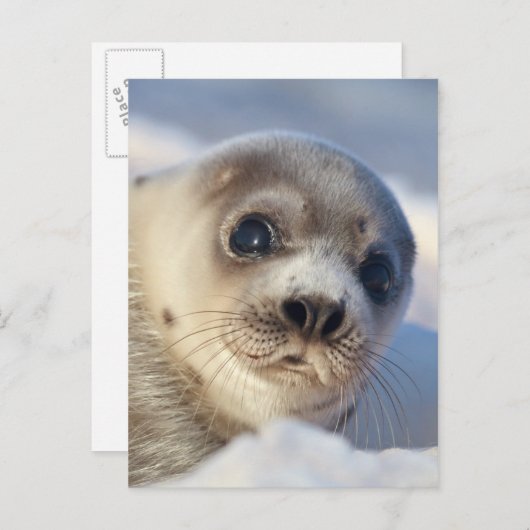 Young Harp Siegel Postkarte (Vorne/Hinten)