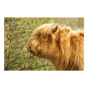 Young Highland Cow Fotodruck