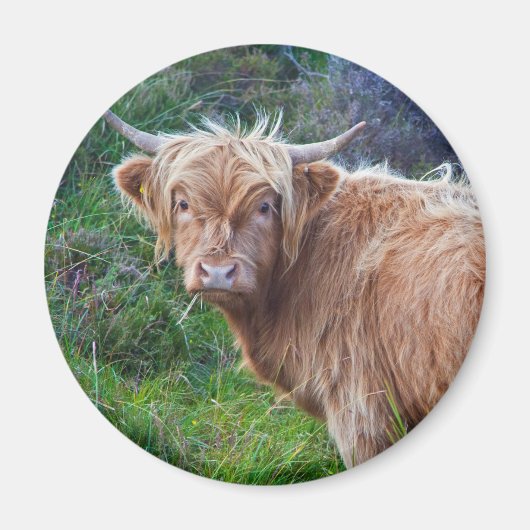 Young Highland Cow Magnet (Vorne)