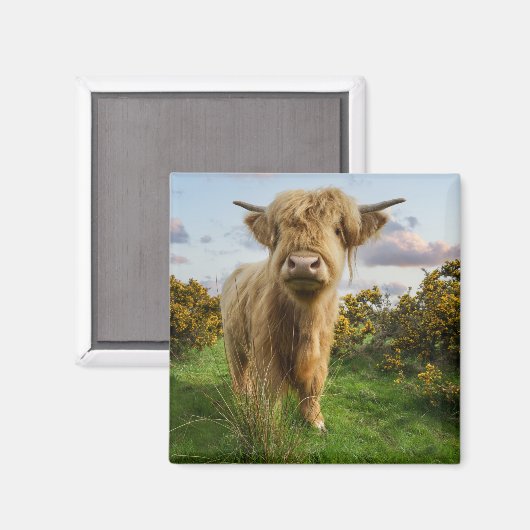 Young Highland Cow Magnet (Vorderseite/Rückseite)
