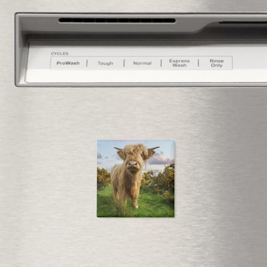 Young Highland Cow Magnet (In Situ (Geschirrspüler))