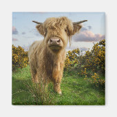 Young Highland Cow Magnet (Vorne)