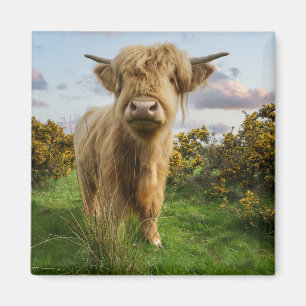 Young Highland Cow Magnet