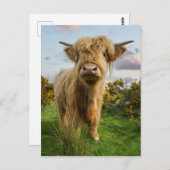 Young Highland Cow Postkarte (Vorne/Hinten)