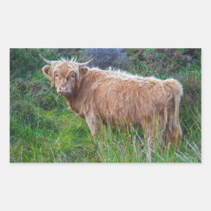 Young Highland Cow Sticker