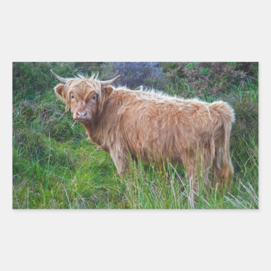 Young Highland Cow Sticker (Vorderseite)