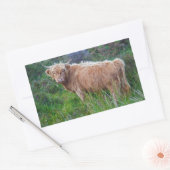 Young Highland Cow Sticker (Umschlag)