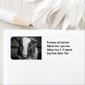 Young Holstein Dairy Bull Calf in Schwarz und Weiß (Insitu)