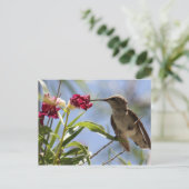 Young Hummer Postcard Postkarte (Stehend Vorderseite)
