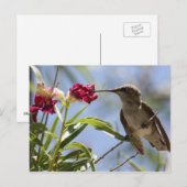 Young Hummer Postcard Postkarte (Vorne/Hinten)