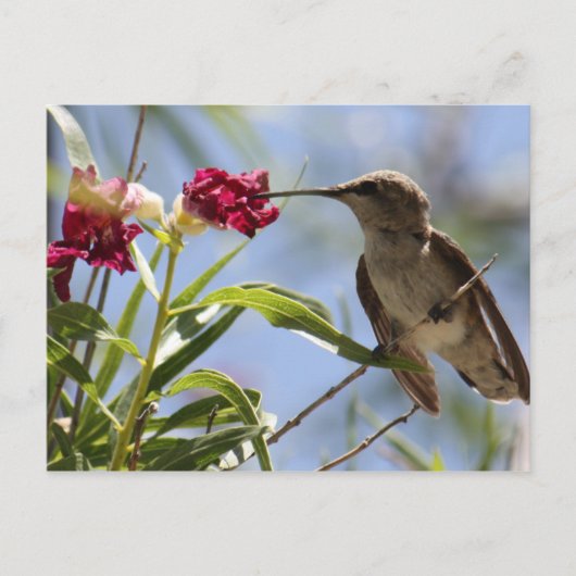 Young Hummer Postcard Postkarte (Vorderseite)