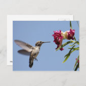 Young Hummingbird Postcard Postkarte (Vorne/Hinten)
