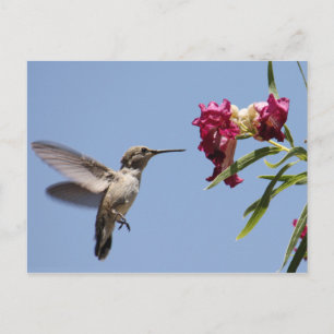 Young Hummingbird Postcard Postkarte