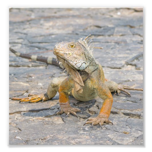 Young Iguana Fotodruck (Vorne)