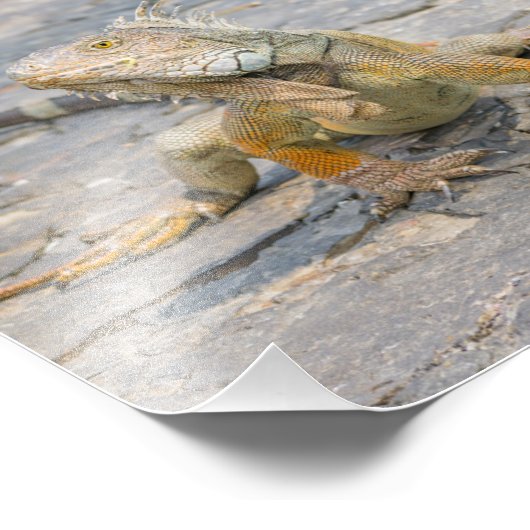 Young Iguana Fotodruck (Ecke)
