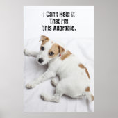 Young Jack Russell Terrier Poster (Vorne)