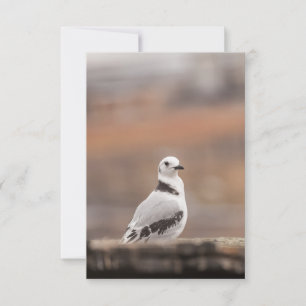 Young Kittiwake Bird Nature Foto Karte