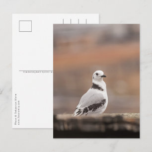 Young Kittiwake Nature Foto Postkarte
