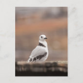 Young Kittiwake Nature Foto Postkarte (Vorderseite)