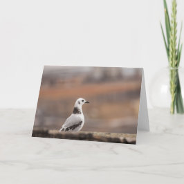 Young Kittiwake Seagul Nature Foto Karte