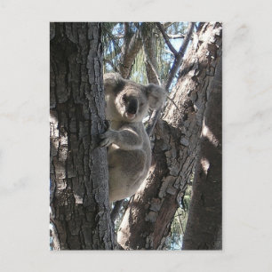 Young Koala, Geoffrey Bay, Magnetic Island Postkarte