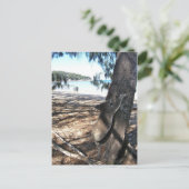 Young Koala, Geoffrey Bay Postkarte (Stehend Vorderseite)